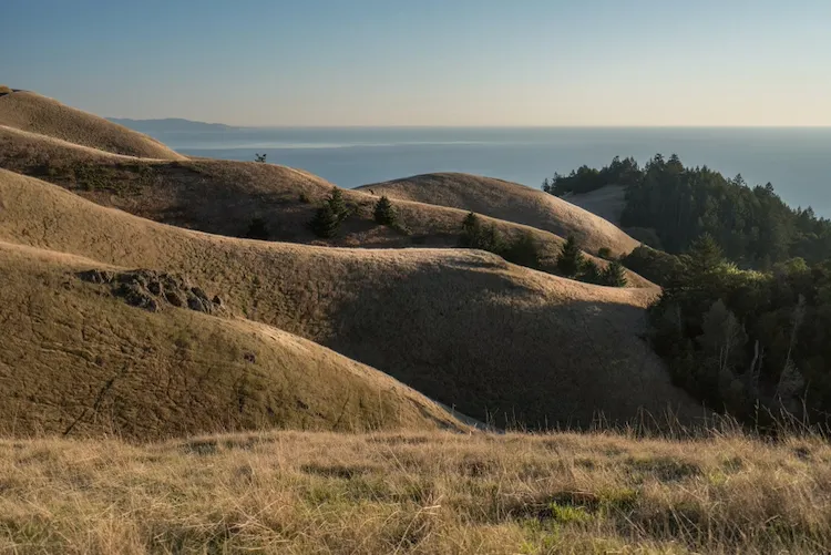The golden hills of Mount Tamalpais rolling down toward the Pacific in late afternoon light.